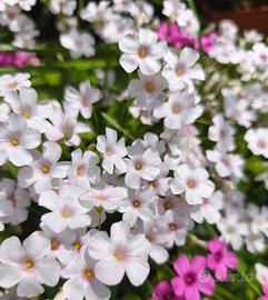 Oxalis perenne sempreverde