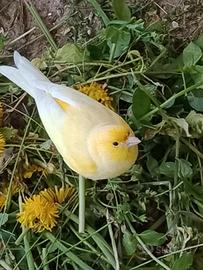 Canarino femmina 2025 baratto con maschio