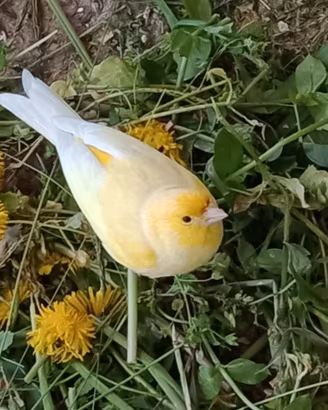 Canarino femmina 2025 baratto con maschio