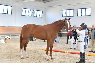 Cavallo