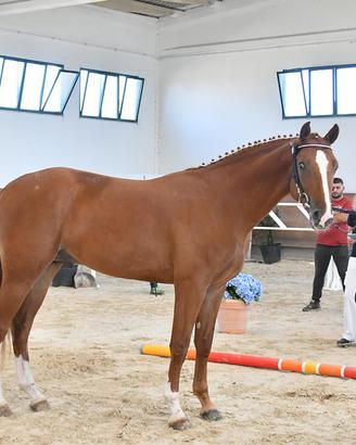 Cavallo