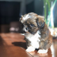 Cani shitzu mini toy