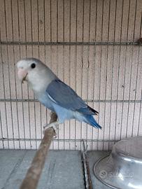 Inseparabile serie blu