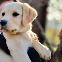 Kora, cucciolo di labrador miele femmina di 3 mesi