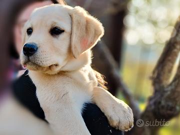 Kora, cucciolo di labrador miele femmina di 3 mesi