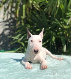Bull terrier miniature