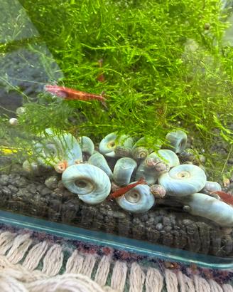 Planorbarius lumache per acquario