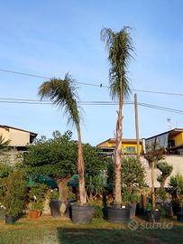 palma cocos