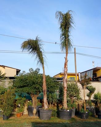 palma cocos