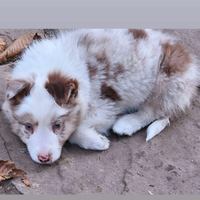 Border collie cucciolo pedigree