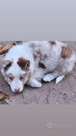 Border collie cucciolo pedigree