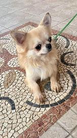 Chihuahua maschi stalloni monte esterne