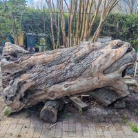 Tronco di olivo secolare