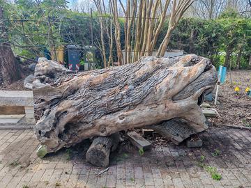 Tronco di olivo secolare