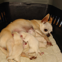 Chihuahua cuccioli