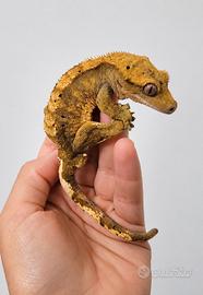 Geco ciliato e terrario