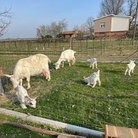 Capre di razza grande