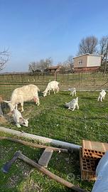 Capre di razza grande