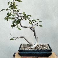 Prebonsai Carpino