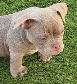 American Bully Micro Exotic