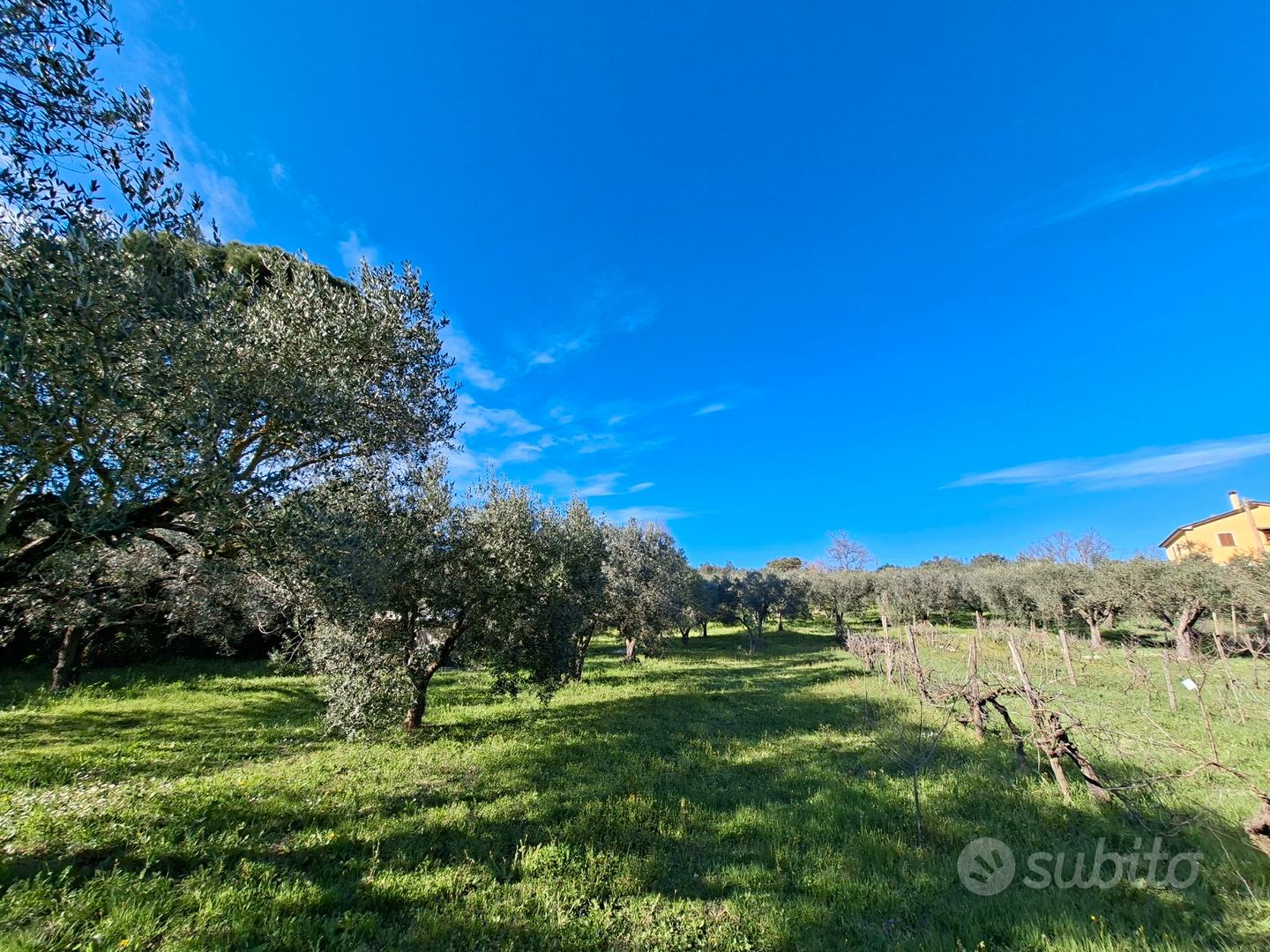 Terreno agricolo pianeggiante - Vista 3