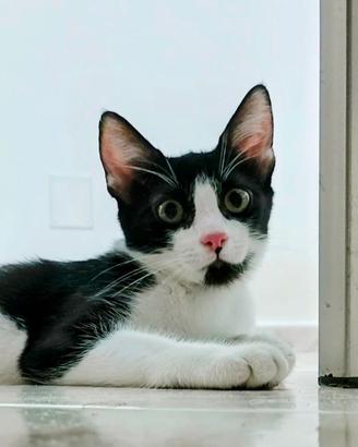 Gattina in adozione