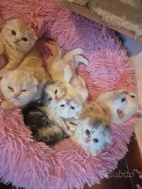 Gatto scottish fold e straight