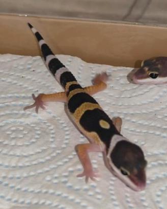geki leopardini 