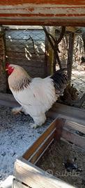 Galli brahma gigante