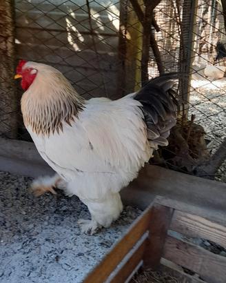 Galli brahma gigante