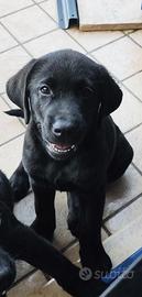 Cucciolo Maschio di Labrador Retriever Nero ENCI