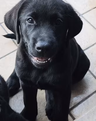 Cucciolo Maschio di Labrador Retriever Nero ENCI