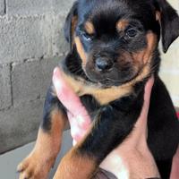 Cuccioli di Rottwailer