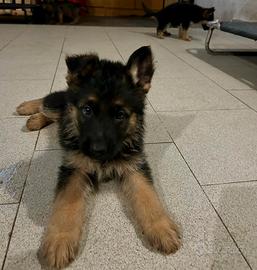 Ultimi cuccioli figli di pastore tedesco nero foca