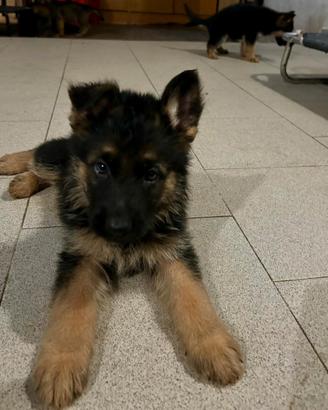 Ultimi cuccioli figli di pastore tedesco nero foca