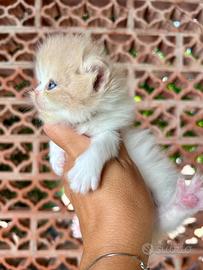Gattino persiano