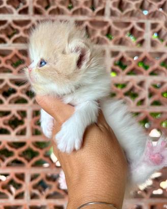 Gattino persiano