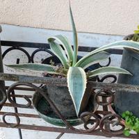 agave variegata 