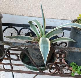 agave variegata 