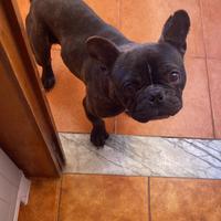 Trovafamiglia cane bulldog francese stupendo