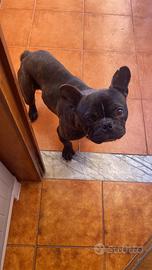 Trovafamiglia cane bulldog francese stupendo