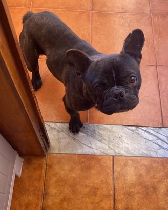 Trovafamiglia cane bulldog francese stupendo