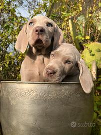 Cuccioli Weimaraner