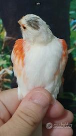 Canarina rosso mosaico femmina
