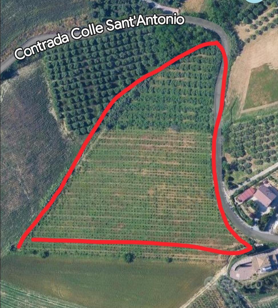 Terreno vigneto e uliveto - Vista 2