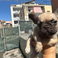Cucciolo di bulldog francese