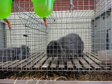 Coniglio ariete nano blu