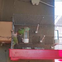 Coppia pappagallini inseparabili