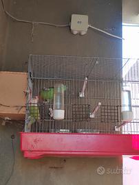 Coppia pappagallini inseparabili