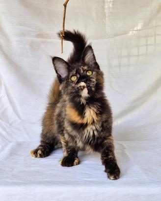 Maine Coon cuccioli maschi e femmine